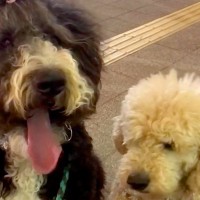 出張帰りのパパを道端で待つ『２匹の大型犬』→後ろからこっそり近づいた結果…２ヶ月ぶりの『再会の瞬間』が話題「絡まる愛情ｗ」「感動した」
