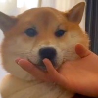 犬のあごを撫でていたら『ベロ』が飛び出してしまい…思った以上に『ダラけまくっている光景』が4万再生「想像以上だったｗｗ」「吹いた」と反響