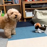 ２匹の犬に『動く犬のおもちゃ』を見せた結果…思った以上に正反対な『まさかの反応』に爆笑「お姉ちゃん頼もしい」「おもちゃの動きｗｗ」