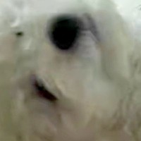 犬に『カメラ越し』に話しかけると、なぜかいつも…思わず笑ってしまう『ホラーのような光景』に3万いいね集まる「目がデカい化け物かとｗ」