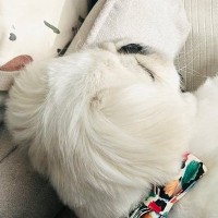 小さな男の子に寄り添って眠る犬→『微笑ましいな』と見ていたら…思わず二度見する『絶対に違う光景』に4万いいね「可愛い」「いいお姉ちゃん」