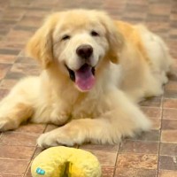 『飼い主を亡くした大型犬』を保護→スタッフが愛情を注ぐ中、里親が決まり…涙腺崩壊する『お別れのあいさつ』が535万再生「愛にあふれてる」