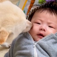 赤ちゃんだった男の子→常に犬と一緒にいた結果、相棒になり…思わず涙する『3年間の成長記録』が156万再生「尊すぎて泣けた」「素敵な関係」