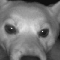 ふと監視カメラを確認した結果→犬が映っていて…ワンコとは思えない『まさかの光景』に3万いいね集まる「プロレスラーかな？」「ポーズｗ」