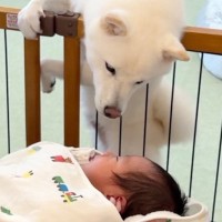 生まれて初めて『赤ちゃん』を見た犬→『どんな反応をするかな』と思っていたら…あまりにも尊い光景が39万再生「優しい眼差し」「命の尊さ…」