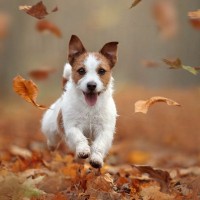 愛犬と一緒に楽しむ『秋の過ごし方』4選　おすすめのアクティビティや満喫するための秘訣をご紹介