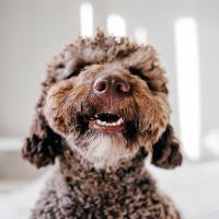 犬が口を『パクパク』動かすときの理由7つ　考えられる原因や見逃せないサインまで解説