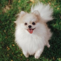 犬が飼い主に『楽しい』と伝えたいときの行動3つ　愛犬の気持ちを見抜く方法と上手な応え方
