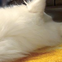 肩こり改善のために『高級枕』を購入→一緒に寝ていた犬が…思っていたのと違う『まさかの光景』に7万いいね「笑うｗ」「品質が証明された」