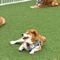 柴犬軍団と『ドッグラン』に出かけた結果…完全に遊び方を間違えている『まさかの光景』に5万いいね集まる「ジワるｗｗ」「柴あるある」と絶賛