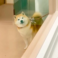 ペットホテルに4時間滞在した犬をお迎えに→家族を発見した瞬間…衝撃のあまり見せた『可愛すぎる行動』が13万再生「表情最高」「爆速退店ｗ」
