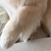 『おててちょんちょん』でおねだりする大型犬→なぜか方法が変わり…可愛すぎる『構ってアピール』に反響「奈良の鹿かな？」「可愛すぎるｗｗ」