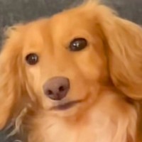 犬が吠える瞬間を撮影→だんだん控えめになっていって…思わず笑ってしまう『まさかの光景』が10万再生「口元ジワる」「なんかイケメンｗ」