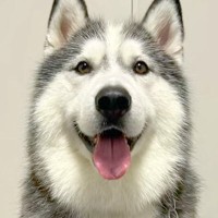 『彼氏と自分のどちらが好きか』大型犬を同時に呼んで検証したら…『まさかの結果』と意外な展開が6万再生「めっちゃ賢いｗ」「チラ見してて草」
