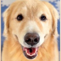 『おやつが食べれる』と期待に満ちた顔の大型犬→思ったよりも量が少なくて…わかりやすすぎる表情に2万いいね「可愛いｗ」「嘘がなくて好き」