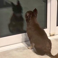 ２日間の研修に行った兄→犬が窓の前で待ち続けて…感動の再会かと思いきや『まさかの反応』に爆笑「最高ｗ」「究極のツンデレ」「愛おしい」