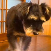 くしゃみをしそうな犬→『なぜか近づいてきた』と思ったら…迷惑すぎる『まさかの行動』が19万再生「溜めてるの可愛すぎｗ」「水しぶき感じた」