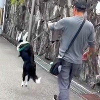 『大好きなおじさん』と一緒にお散歩した犬→歩いていたら、嬉しくなりすぎて…テンションMAXになった『想像を超える行動』に反響飛びすぎｗ」