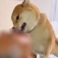 『許してくれ…！』帰宅したお父さん→犬がお出迎えをして…思った以上に激しい『おかえりなさいの儀式』に１万いいね『溺れかけてて草」と絶賛