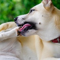 犬が『自分の手足を噛んでいる』ときの心理３つ　原因を見分けるポイントや対処法も解説
