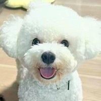 夫婦でそれぞれ『犬の写真』を撮影した結果…もはや別の犬？『露骨すぎる表情の違い』が52万再生「２匹飼ってる？ｗ」「どちらも可愛い」と反響