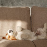 犬が心地よく過ごせる『快適な場所』の条件4つ　愛犬が気に入る理由や環境づくりのコツも解説