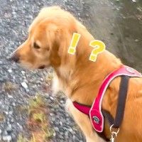 散歩中『仕事で居ないはずのパパの声』が聞こえた結果→大型犬が…気付いた瞬間の『素敵すぎる反応』が5万再生「喜び方が可愛い」「お利口さん」