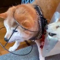 ご飯を食べていた『16歳の老犬』→何やらもめているなと思ったら…想像を超える『衝撃的な抗議』が27万再生「コント？ｗ」「知恵の輪で草」