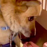 人の温もりを知らず、外で飼われていた犬→『絶対幸せにする』とお迎えして…思わず涙する『別犬級の表情』が100万再生「愛情って凄い」と感動