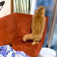 『外を眺める猫が可愛い』と思い写真を撮った結果→犬も一緒に写りこみ…衝撃的な『まさかの光景』に20万いいね「浮いてるｗ」「コラ画像で草」