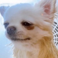 犬を自動乾燥機に入れた結果→『そろそろ乾いたかな？』と思って見に行くと…『衝撃の状況』に19万いいね集まる「想定外で草」「表情がｗ」