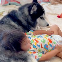距離があった赤ちゃんと２匹の大型犬→家族と認識しはじめて、パパよりも先に…愛情に溢れた『まさかの展開』が137万再生「もののけ姫みたい」