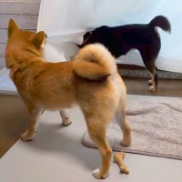 カーテンに引っかかってしまった犬→同居犬が脱出を手伝った結果…思わず笑ってしまう『哀愁漂う光景』に反響「吹いたｗｗ」「ほんと憎めない」