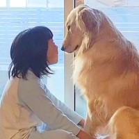 朝、女の子と大型犬が窓際で見つめ合って…ゆっくりと時間が流れる『尊すぎる光景』が28万再生「ほっこり癒された」「尻に敷かれてるw」と反響