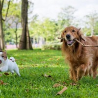 『小型犬と大型犬』生活の違い4選　かかる費用や異なる習慣、暮らしの注意点まで