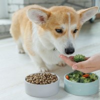 犬が健康的に暮らせる『生活習慣』3選　整えるべき理由から改善方法まで解説