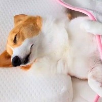 『朝が弱い犬』を起こした結果→お布団をめくると…寝起きに見せた『尊すぎる仕草』に1万いいね集まる「スヤァ…」「中に人間入ってる？」と絶賛