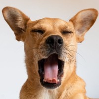 犬が『安眠できていない』ときにみせるサイン５選　愛犬からの訴えを見逃さないで　病院に受診すべき症状まで