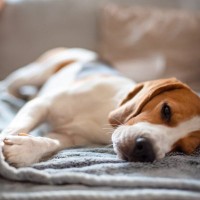犬が『放っておいて』と言っているときにみせるサイン５選　飼い主の誤った認識や構いすぎによる悪影響まで