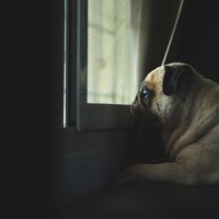 『留守番を苦痛に感じる犬』の特徴５選　孤独に不安を覚える要因とは？慣れさせる方法まで解説