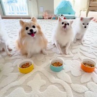 並んでごはんを待つ5匹の犬→食べようとしたら…想定外だった『まさかの展開』が23万表示「めっちゃ笑った」「え…？って顔が可愛い」と絶賛