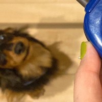 ご飯の時、犬がよく吠えるので『犬語の翻訳機』を使ってみた結果…衝撃的な『まさかの本音』に26万いいね集まる「たまらん」「昭和世代で草」