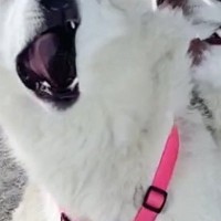 『過去一ヤバいｗ』お友だちと遊ぶハスキー犬→ほっぺを噛まれ…アニメのような表情に10万いいね「AI生成かとｗ」「ディズニー出てきそう」