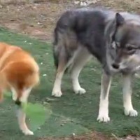 おもちゃを目の前にした2匹の犬→『楽しく遊ぶかな』と思ったら…想像と違う『温度差』が2万表示「小学校の男子女子で草」「テンションがｗ」