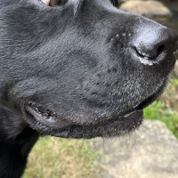 水が嫌いな大型犬が『川を初めて間近で見た』結果…面白すぎる『嫌悪感丸出しな表情』に2万いいね集まる「げえ！って顔ｗ」「可愛すぎる」