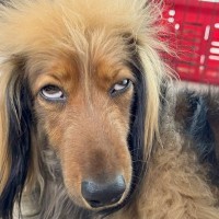 犬を『AIで擬人化した』結果→想定以上すぎた『再現度が高い完成形』に7万いいね集まる「本当にそのまんまｗｗ」「似すぎてて笑った」と爆笑