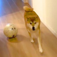 大好きなお姉ちゃんを出迎え、すぐに戻ってしまった犬→『なんか冷たいな』と思っていたら…判明した『まさかの理由』に爆笑「憎めないｗ」