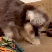 ソファーを夢中で掘る犬に『止めてもらえる？』と注意したら、次の瞬間…人間みたいな『表情』が12万再生「めっちゃ困ってて草」「可愛すぎｗ」