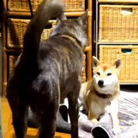 カーペットにイタズラする犬を発見→叱ろうとしたら、同居犬が来て…涙が出るほど『健気な行動』が148万再生「優しい…」「心打たれた」と感動