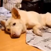 真夏の炎天下、空き地に倒れていた『ガリガリの犬』を保護…涙が止まらない『3ヶ月後の光景』が137万再生「優しさに感動」「泣ける」と反響